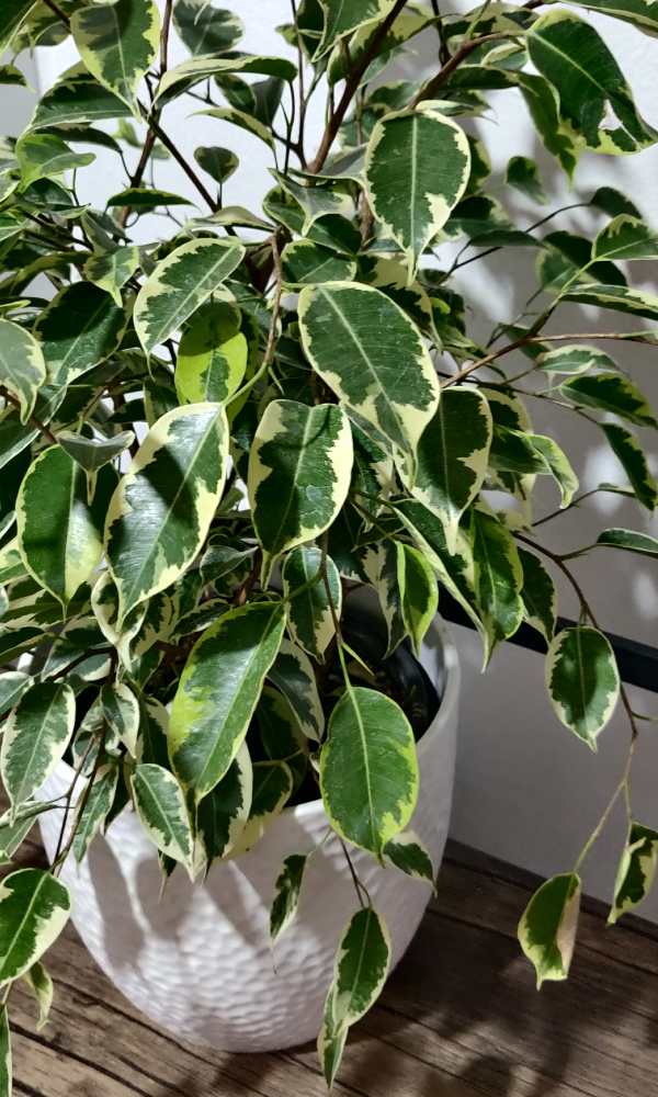 Ficus Benjamina Variegado
